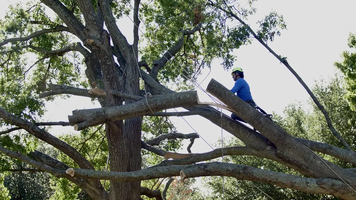 Professional Crown Thinning performed by certified arborists in Alden