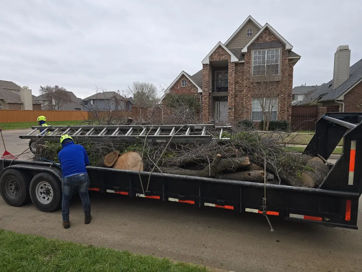 Expert Tree Pest Control with proper safety equipment in Alden